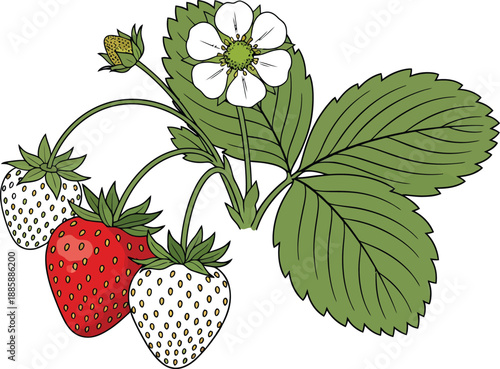 A detailed botanical illustration showcasing a strawberry plant with fruit at different stages of ripening