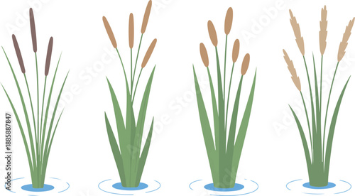 Water and Swamp Plants with Reeds Green Stalk Vector Set