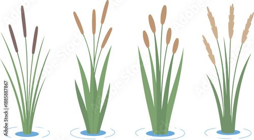 Water and Swamp Plants with Reeds Green Stalk Vector Set