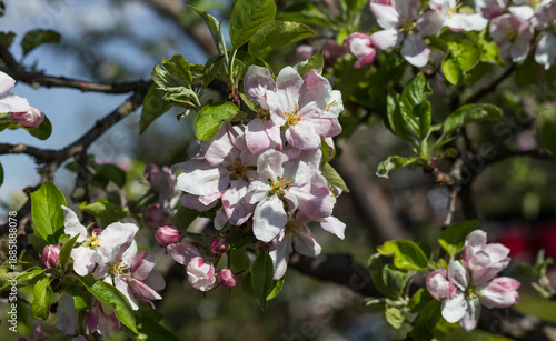 Delicate pink and white apple blossoms bloom on sunlit branches against soft spring sky background.