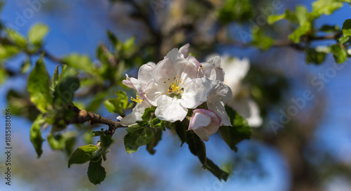 Delicate pink and white apple blossoms bloom on sunlit branches against soft spring sky background.