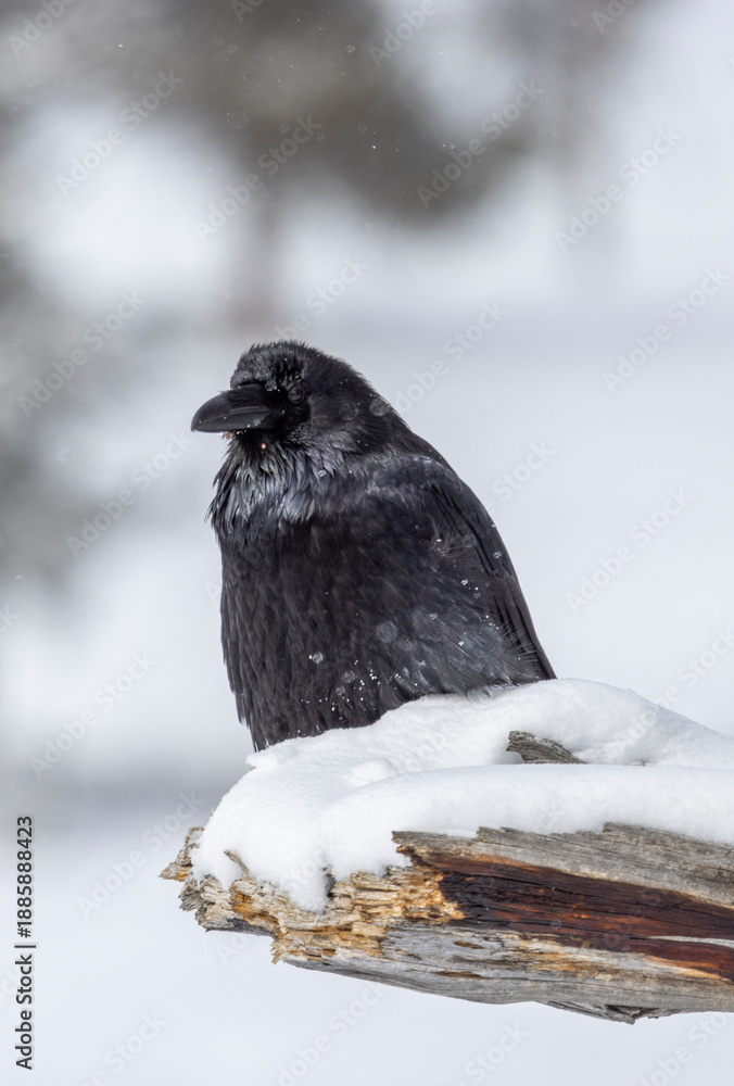 Obraz premium Raven in Wyoming in Winter