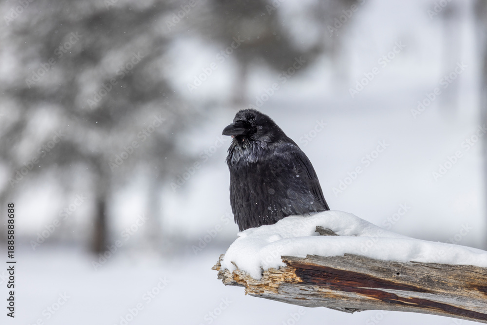 Obraz premium Raven in Wyoming in Winter