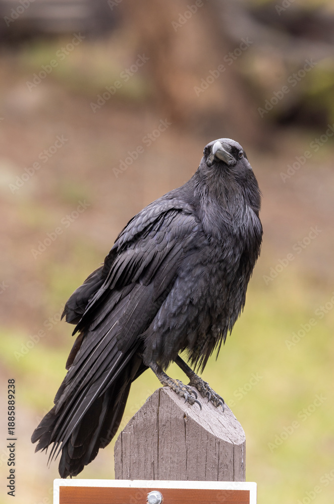 Obraz premium Raven in Autumn in Wyoming