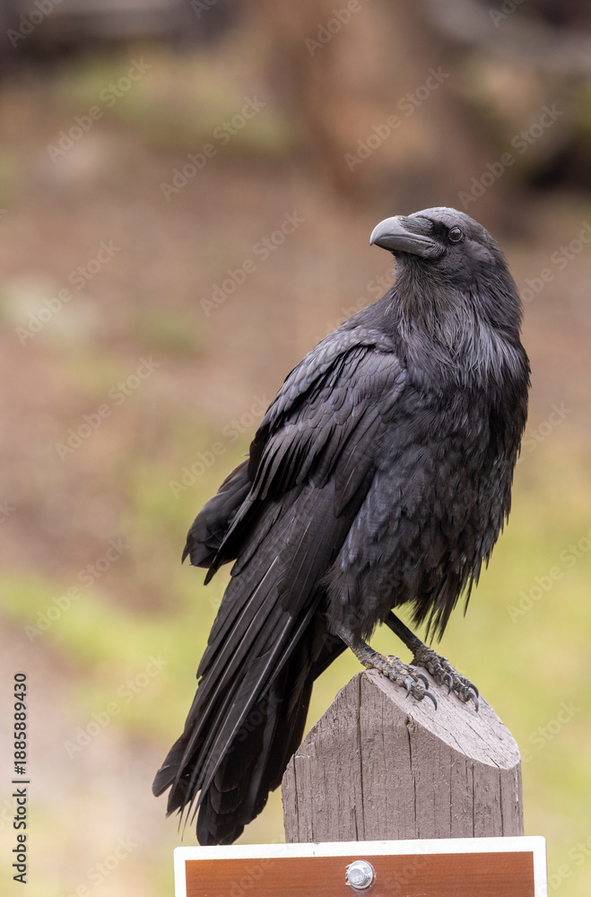 Obraz premium Raven in Autumn in Wyoming