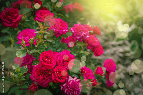 Wallpaper Mural Red rose flowers on background blurry roses flowers in the garden. Nature background Torontodigital.ca