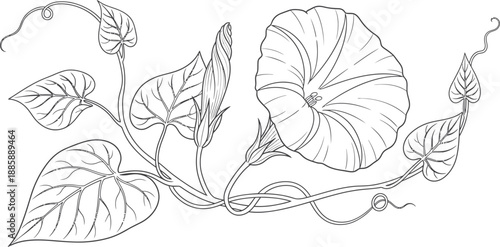 Detailed botanical illustration showing a blooming morning glory vine with flower, bud, and heart-shaped leaves
