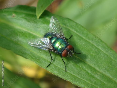 Tableau sur toile The common green bottle fly (Lucilia sericata), male sitting on a green leaf