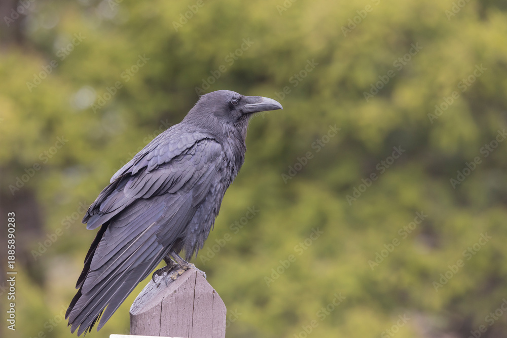 Fototapeta premium Raven in Autumn in Wyoming