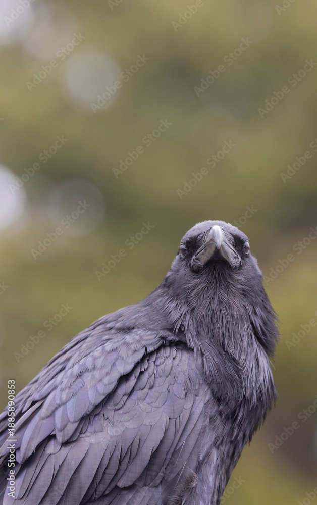 Obraz premium Raven in Autumn in Wyoming