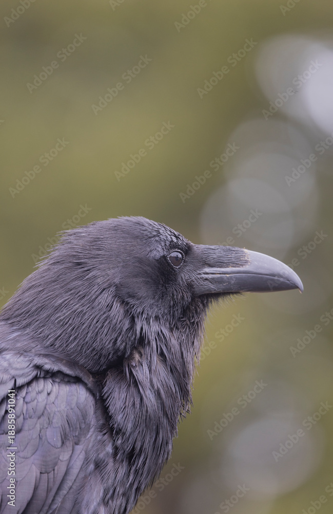 Obraz premium Raven in Autumn in Wyoming