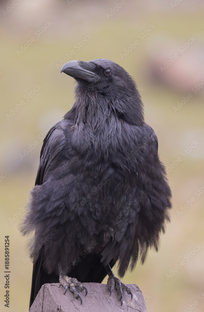 Obraz premium Raven in Autumn in Wyoming