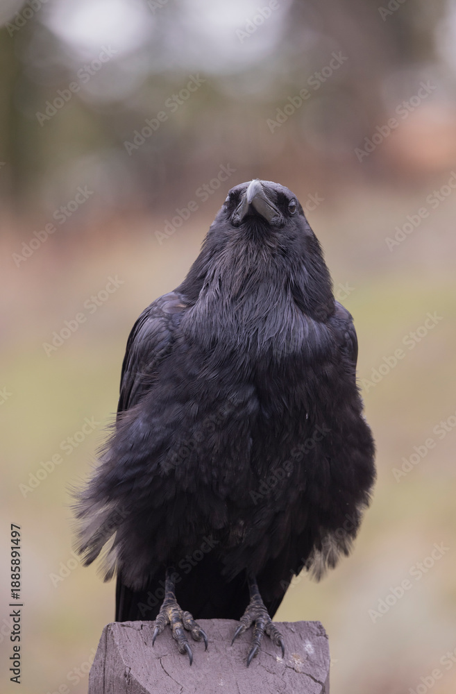 Fototapeta premium Raven in Autumn in Wyoming