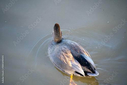 Εκτύπωση καμβά A beautiful male Gadwall Duck dabbling for food on the water at the Attenborough Nature Reserve in Nottingham, UK