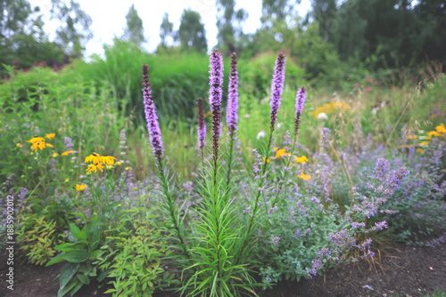 Horizontal photograph of a prairie-style flower bed dominated by a vivid color contrast of yellow and purple flowers, with purple blazing star (Liatris spicata) in the foreground. The naturalistic pla