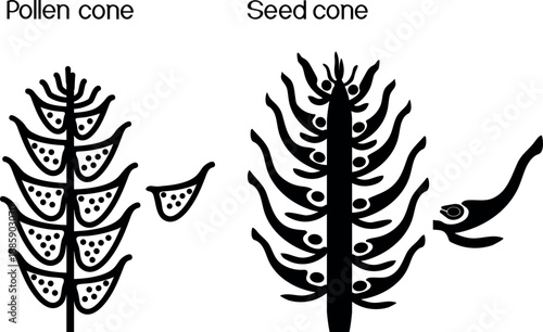 Black silhouette of the cross-section of female and male spruce cones. Diagram showing pollen and seed cones.