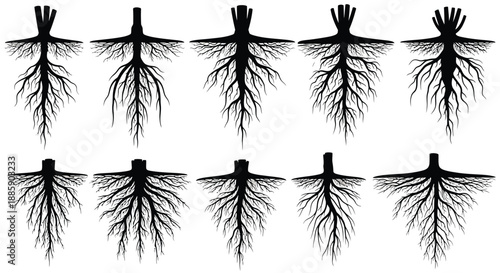 Detailed illustrations of tree root systems against a plain white background