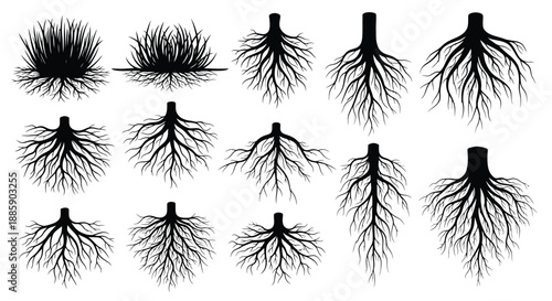 Various root systems displayed in a botanical illustration showing different structures