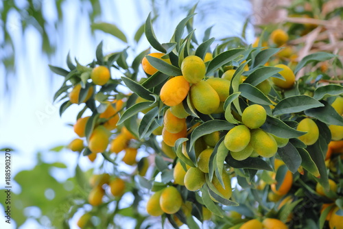 Kumquat tree with ripe fruits, closeup of photo