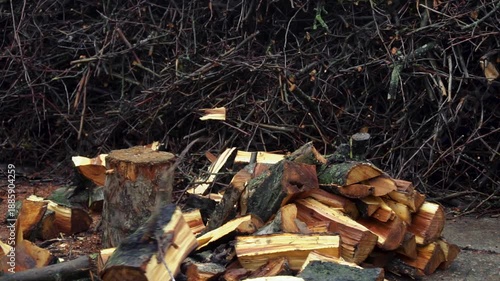 Wallpaper Mural preparing for winter chopping stumps for firewood to heat the house Torontodigital.ca