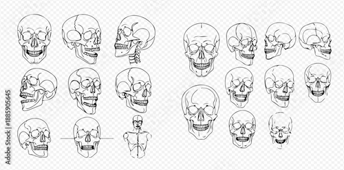 Set of human skull illustrations in various angles and sizes, perfect for anatomical studies and medical diagrams.