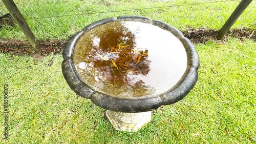 Footage of a full bird bath on a pedestal in a domestic garden after a rainstorm in the Blue Mountains in New South Wales, Australia.