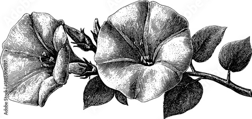 Vintage botanical sketch of field bindweed wildflower vine for nature-themed design