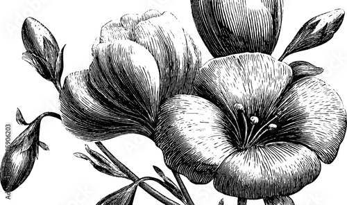 Vintage botanical engraving of flax plant with seed capsules - hand-drawn retro illustration for botanical design