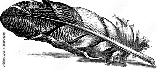 Vintage feather illustration with primary structure and botanical detailing for retro design