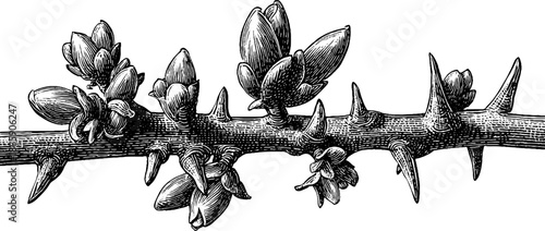 Vintage botanical engraving of forest twig with buds from 19th century study