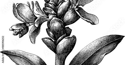 Galangal root botanical illustration - vintage herbal engraving for design