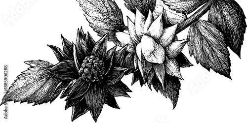 Vintage botanical study of goldenseal root with leaves and flowers for herbal design