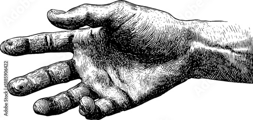 Antique human hand muscle anatomy sketch from 19th century for educational design