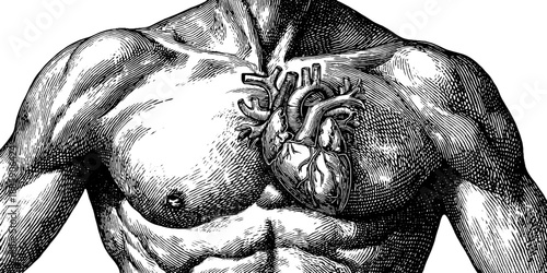 Vintage 19th century anatomical illustration of human chest muscles for educational use