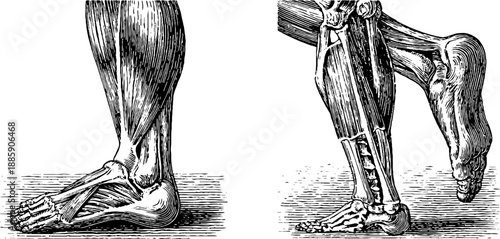 Detailed 19th century anatomical engraving of human leg muscles
