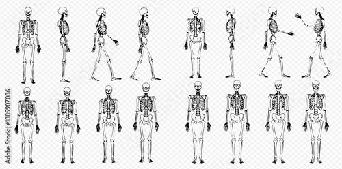 Human skeleton anatomy set with various poses and views for medical and educational purposes.