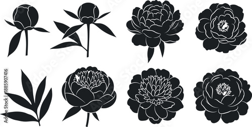 Black and white floral illustrations of peonies and leaves