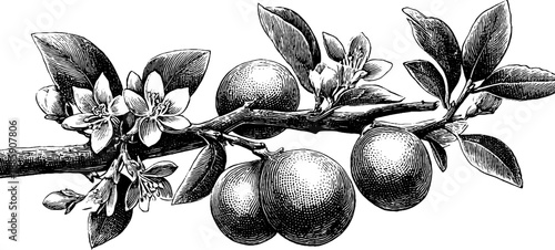 Vintage botanical illustration of lemon tree branch with fruit and blossoms