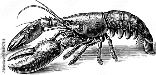 Detailed lobster anatomy vintage engraving from 19th century for botanical study and design