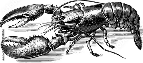 Detailed 19th century vintage lobster anatomy engraving for design and study