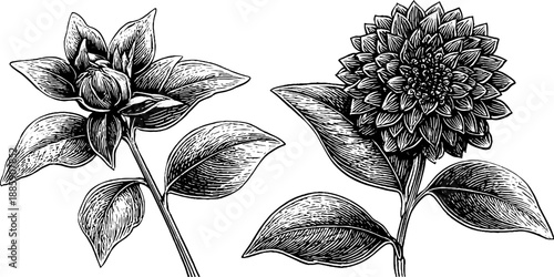 Vintage mace spice botanical illustration for design and decoration