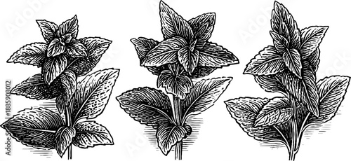 Vintage botanical engraving of mint plant - 19th century culinary herb illustration