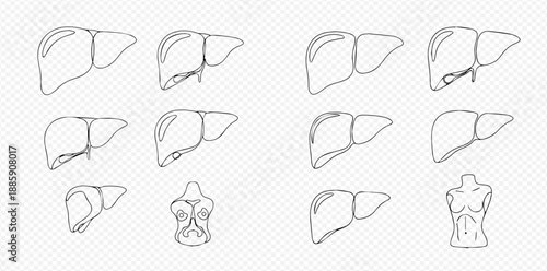 Set of human liver anatomy line art illustrations on a transparent background, depicting various views and details of the organ.