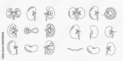 Set of human kidney line art icons with various anatomical views and cross-sections.