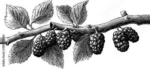 Vintage botanical engraving of mulberry branch with fruit - 19th century nature illustration