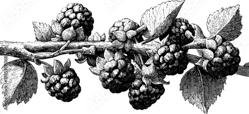 Vintage 19th century botanical engraving of mulberry branch with fruit - ideal for nature-inspired designs