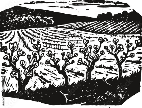 vineyard landscape with pruned grapevines and rolling hills in rustic countryside