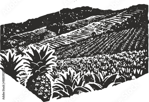 Pineapple plantation, tropical farm with ripe pineapples and rows of crops in black and white engraving