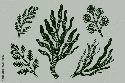 Collection of various hand-drawn seaweed illustrations in dark green ink, sketch style, on a muted gray background, concept of marine flora