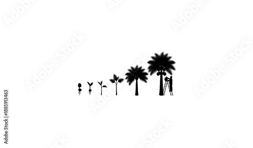 Date palm tree life cycle silhouettes from seed to harvest vector illustration